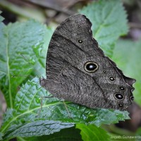 <i>Melanitis leda</i> Linnaeus, 1763